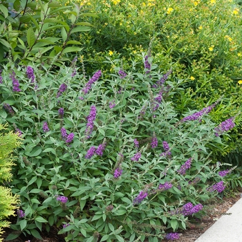 Buddleia 'Miss Violet' (089032)