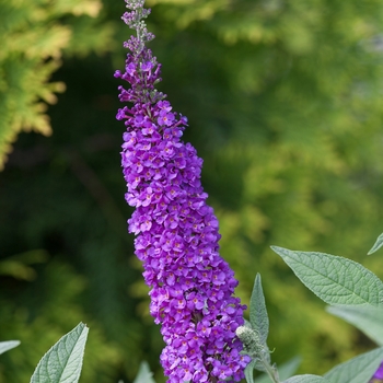 Buddleia 'Miss Violet' (089033)