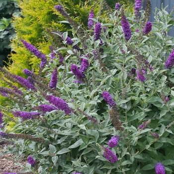 Buddleia 'Miss Violet' (089034)