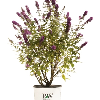 Buddleia 'Miss Violet' (089035)