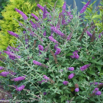 Buddleia 'Miss Violet' (089037)