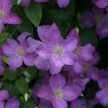 Clematis 'Jolly Good™' (089041)