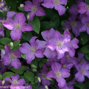 Clematis 'Jolly Good™' (089042)