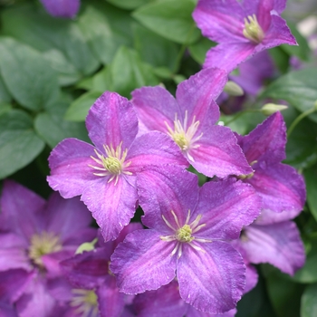 Clematis 'Jolly Good™' (089043)