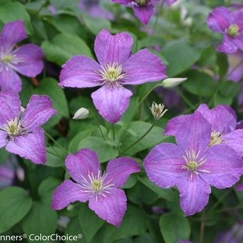 Clematis 'Jolly Good™' (089044)