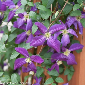 Clematis 'Happy Jack® Purple' (089054)