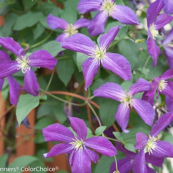 Clematis 'Happy Jack® Purple' (089056)