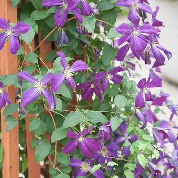 Clematis 'Happy Jack® Purple' (089057)