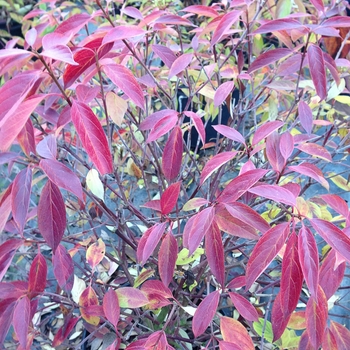 Cornus obliqua 'Red Rover®' (089059)