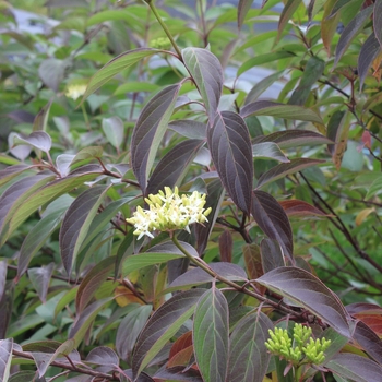 Cornus obliqua 'Red Rover®' (089061)