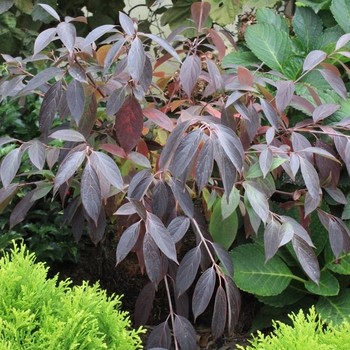 Cornus obliqua 'Red Rover®' (089062)