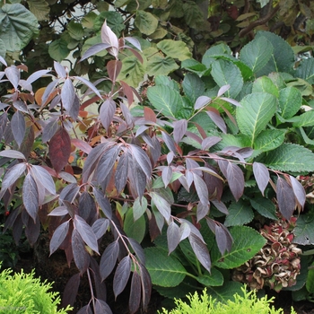 Cornus obliqua 'Red Rover®' (089063)