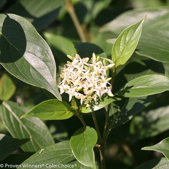 Cornus obliqua 'Red Rover®' (089064)