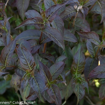 Diervilla rivularis Kodiak® 'Black' (089072)