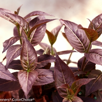 Diervilla rivularis Kodiak® 'Black' (089073)