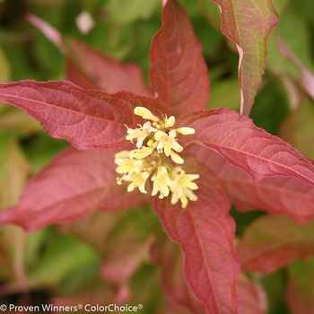 Diervilla Kodiak® 'Orange' (089075)