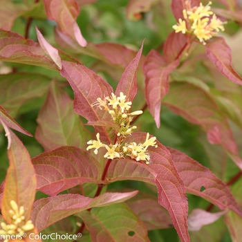 Diervilla Kodiak® 'Orange' (089076)