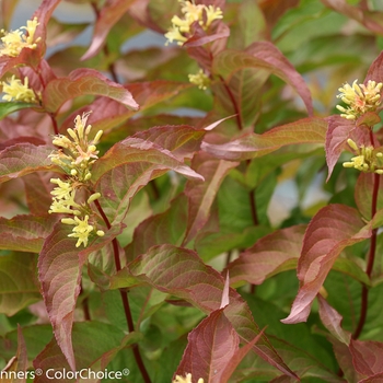 Diervilla Kodiak® 'Orange' (089080)