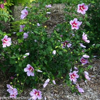 Hibiscus syriacus 'Orchid Satin®' (089084)