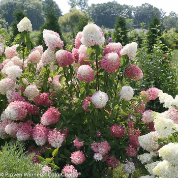 Hydrangea paniculata 'Zinfin Doll®' (089092)