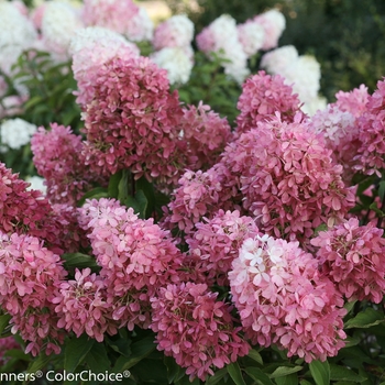 Hydrangea paniculata 'Zinfin Doll®' (089093)