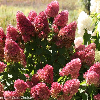 Hydrangea paniculata 'Zinfin Doll®' (089094)