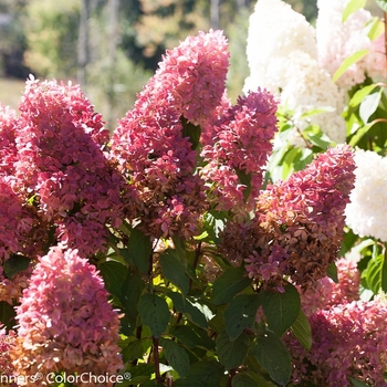 Hydrangea paniculata 'Zinfin Doll®' (089095)