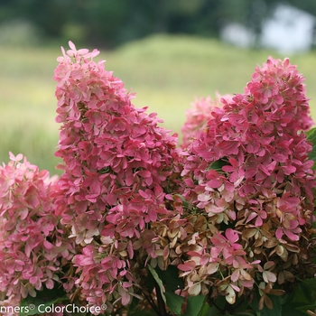 Hydrangea paniculata 'Zinfin Doll®' (089096)