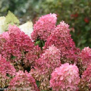 Hydrangea paniculata 'Zinfin Doll®' (089097)