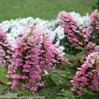 Hydrangea quercifolia 'Gatsby Pink®' (089100)