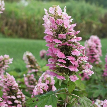 Hydrangea quercifolia 'Gatsby Pink®' (089101)