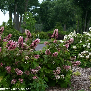 Hydrangea quercifolia 'Gatsby Pink®' (089102)