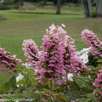 Hydrangea quercifolia 'Gatsby Pink®' (089103)