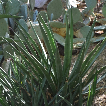 Agave datylio var. vexans '' (089105)