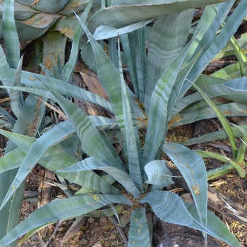 Agave americana '' (089107)