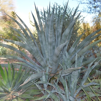 Agave americana '' (089108)