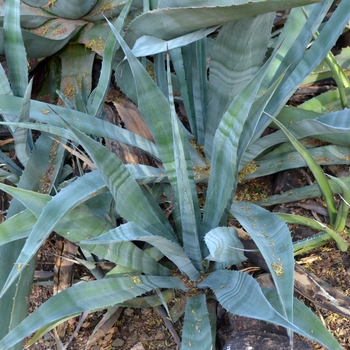 Agave lechugilla '' (089111)