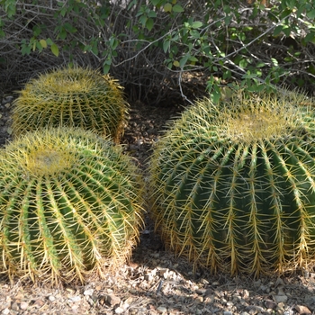 Echinocactus grusonii '' (089122)