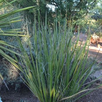 Hesperaloe funifera '' (089124)