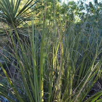 Hesperaloe funifera '' (089125)