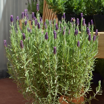 Lavandula stoechas Anouk 'Lavender' (089127)