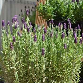 Lavandula stoechas Anouk 'Lavender' (089128)