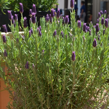 Lavandula stoechas Anouk 'Lavender' (089129)