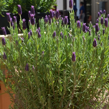 Lavandula stoechas Anouk 'Lavender' (089130)