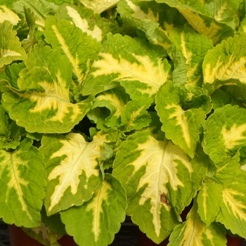 Coleus scutellarioides Kong Jr.™ 'Green Halo' (089135)