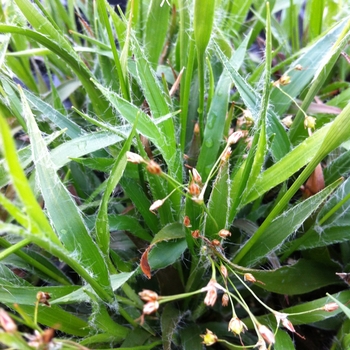 Luzula acuminata '' (089137)