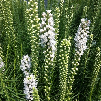 Liatris spicata 'Floristan White' (089143)