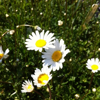 Leucanthemum vulgare '' (089146)