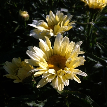 Leucanthemum x superbum Amazing Daisies® 'Banana Cream' (089147)