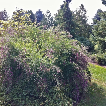 Lespedeza thunbergii 'Gibraltar' 